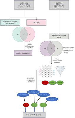 Identification of a miRNA–mRNA regulatory network for post-stroke depression: a machine-learning approach